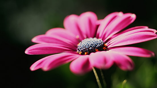 rosa Blume, Blumen, Natur, rosa Blumen, Makro, HD-Hintergrundbild HD wallpaper