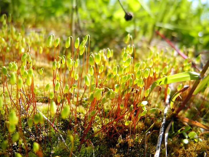 closeup photo of plant sprouts, Forest, closeup, photo, plant, sprouts, Nikon  Coolpix  P7100, Nature, grass, growth, summer, leaf, outdoors, close-up, green Color, freshness, season, HD wallpaper