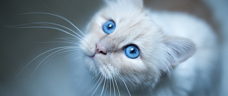 pelliccia bianca e nera gatto, gatto, occhi azzurri, barba, sfocato, Sfondo HD