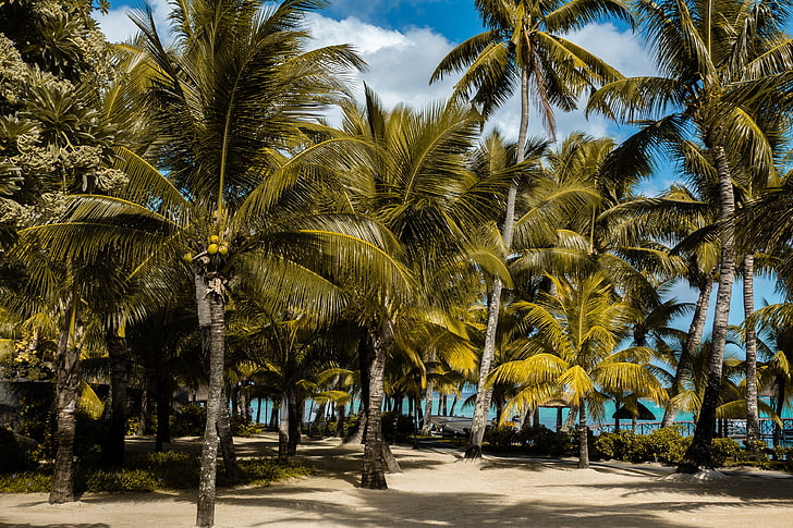drzewo kokosowe, palmy, tropiki, plaża, mauritius, Tapety HD