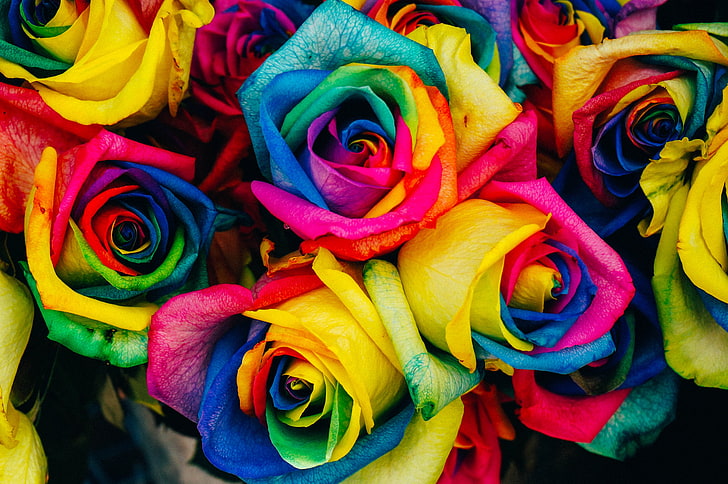tęczowe kwiaty, róże, kolorowe, tęczowe, Tapety HD