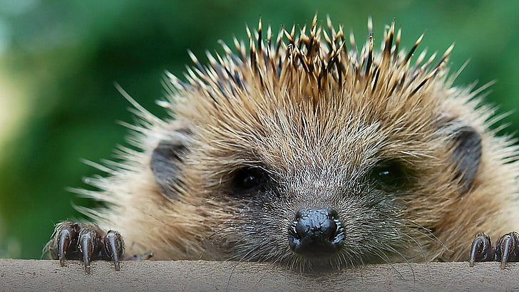 cute, hedgehog, keek, peek, HD wallpaper