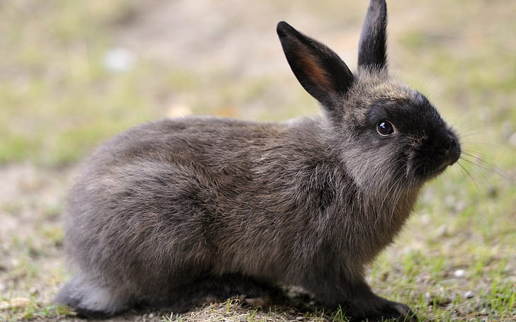 Dark Grey Rabbit, black and grey rabbit, rabbit, bunny, HD wallpaper