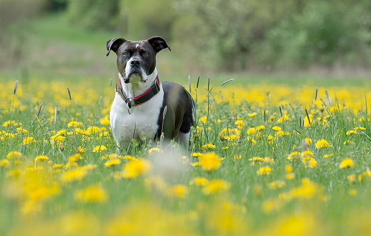 adult black and white American bulldog, dog, muzzle, eyes, grass, flowers, HD wallpaper