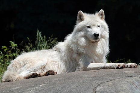 Arctic Beauty~wolf, wolf, white, predator, arctic, animals, HD wallpaper HD wallpaper