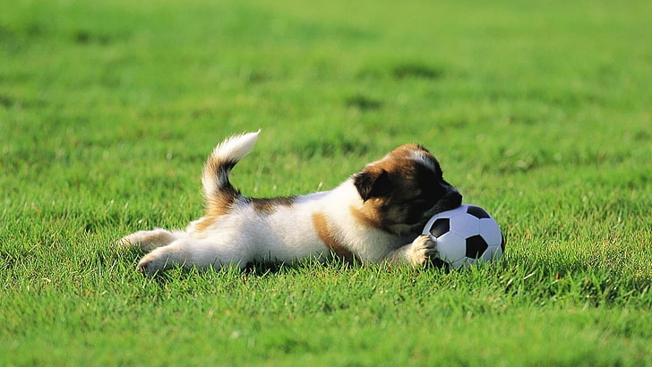 cucciolo bianco e marrone chiaro a pelo corto, cane, cucciolo, erba, palla, giocattolo, giocoso, Sfondo HD