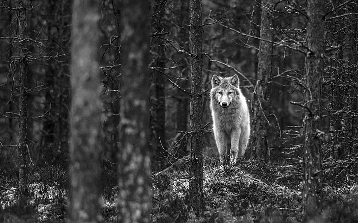 남자와 여자, 늑대, 핀란드, 흑백의 회색조 사진, HD 배경 화면