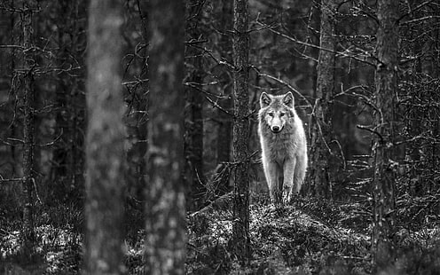 grayscale photo of man and woman, wolf, Finland, monochrome, HD wallpaper HD wallpaper