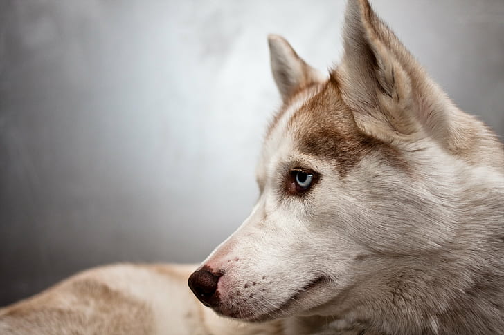 foto de graywolf, Laska, foto, husky, perro, trineo Perro, mascotas, pura raza Perro, animal, canino, husky siberiano, mamífero, lindo, mirando, cachorro, animales domésticos, lobo, Fondo de pantalla HD