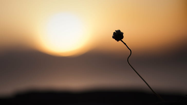 silhouette photo of flower, flower, flower, sunset, silhouette, photo, macro, micro, photography, vsh, vegar, sun, bokeh, golden, sky, black, contrast, color, colorful, flower  flower, tips, example, reflection, water, son  norway, norge, nature, earth, life, fjord, oslofjorden, hansen, details, detail, eye, composition, lines, focus, aperture, sigma, canon, HD wallpaper