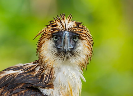 Vögel, philippinischer Adler, Schnabel, Greifvogel, Adler, Starren, wild lebende Tiere, HD-Hintergrundbild HD wallpaper