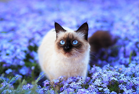 猫、猫、動物、青い目、青い花、ぼかし、可愛い、フィールド、花、ヒマラヤ猫、 HDデスクトップの壁紙 HD wallpaper
