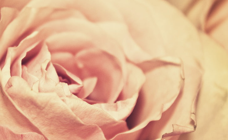 Sutra, mawar merah muda, Alam, Bunga, bunga, sutra, Wallpaper HD