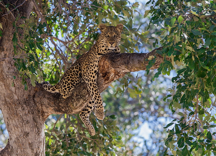 adult jaguar, tree, stay, foliage, predator, branch, leopard, wild cat, HD wallpaper