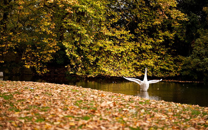 FOREST, WHITE, WINGS, LEAVES, TREES, POND, LAKE, SWAN, AUTUMN, FOLIAGE, STROKE, HD wallpaper