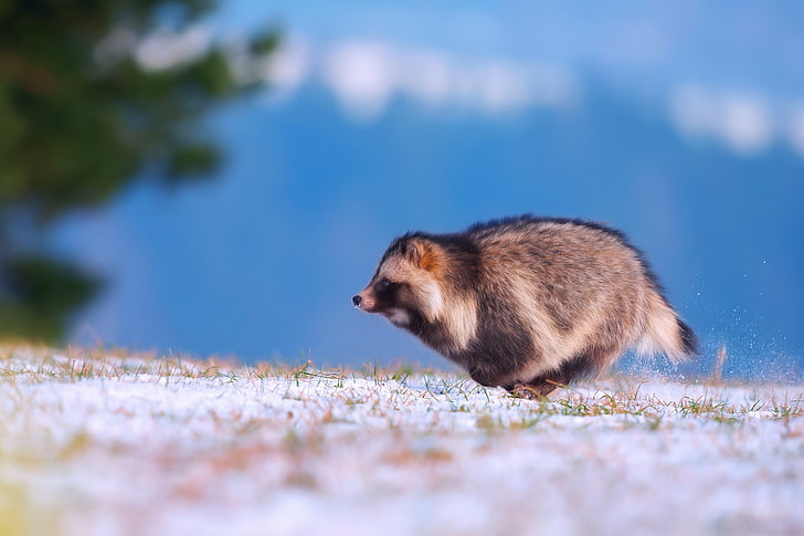 ฤดูหนาวหิมะวิ่ง Enoteca สุนัขแรคคูน Ussuri raccoon Fox, วอลล์เปเปอร์ HD