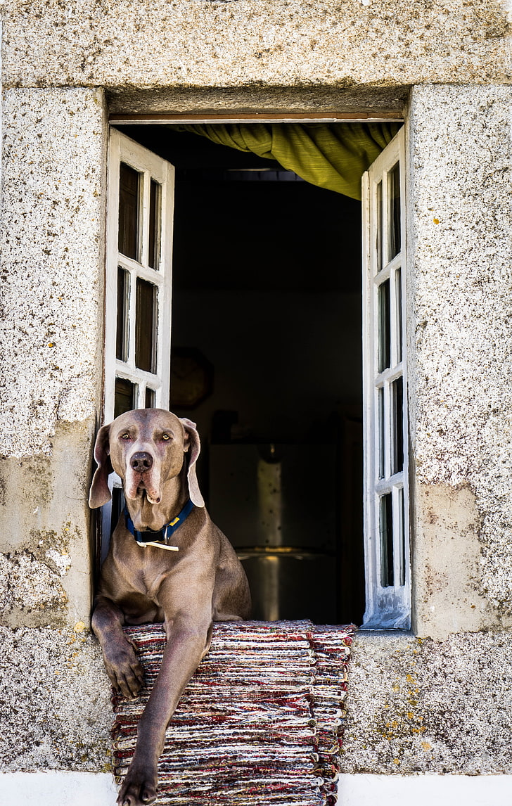 adult brown grate dane, dog, window, sitting, muzzle, HD wallpaper