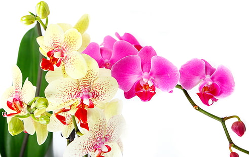 pink and yellow orchids, leaves, flowers, tenderness, beauty, petals, white, orchids, Orchid, pink, Phalaenopsis, bright, branch, hot pink, HD wallpaper HD wallpaper