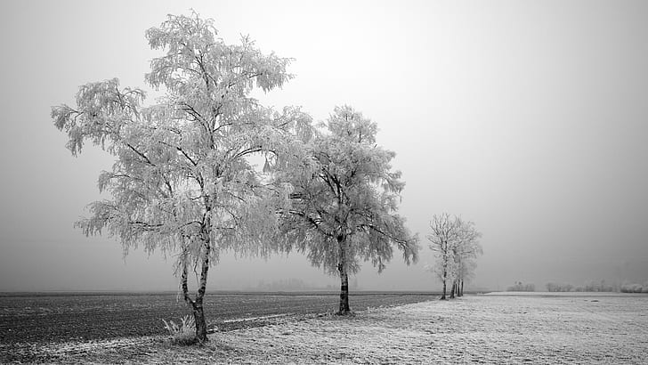 tree, Winter, nature, 2560x1440, 4k pics, HD wallpaper