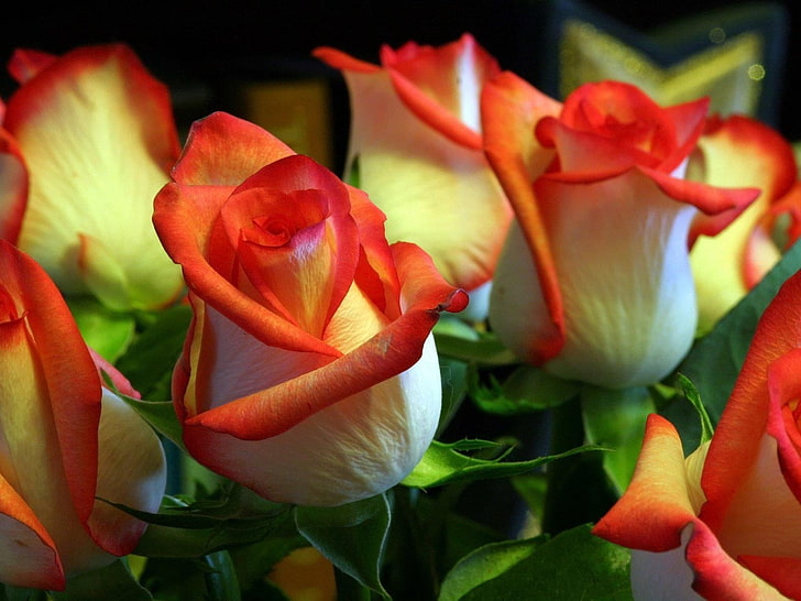 czerwone i białe kwiaty róży, róże, kwiaty, pąki, pomarańcz, zieleń, Tapety HD