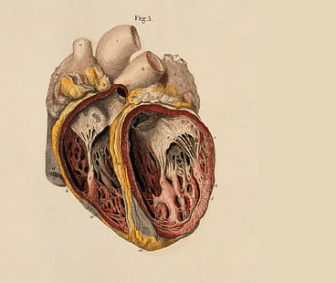 corazones de anatomía, Fondo de pantalla HD HD wallpaper