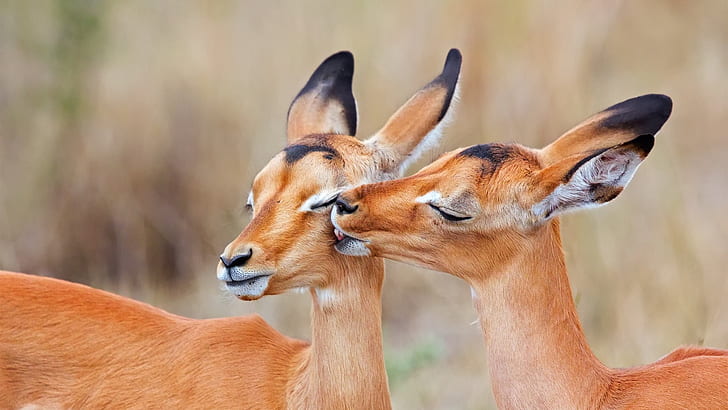 África do Sul, impala, beijo do amor, Sul, África, impala, amor, beijo, HD papel de parede