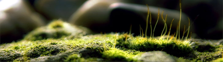 green grass, close-up photography of moss, multiple display, moss, macro, nature, depth of field, HD wallpaper