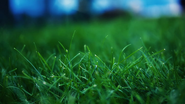 nature, grass, plant, drop, aquatic, leaf, garden, summer, spring, growth, water, environment, fresh, wet, flora, freshness, bright, light, texture, color, outdoors, dew, natural, morning, field, closeup, rain, close, drops, botany, leaves, lawn, HD wallpaper