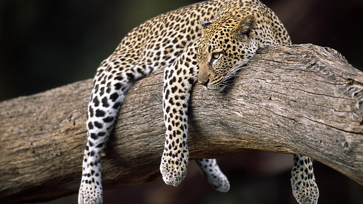 възрастен леопард, природа, гора, животни, леопард (животно), HD тапет