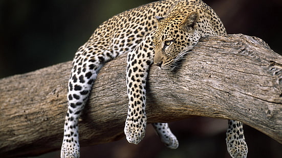 Erwachsener Leopard, Natur, Wald, Tiere, Leopard (Tier), HD-Hintergrundbild HD wallpaper