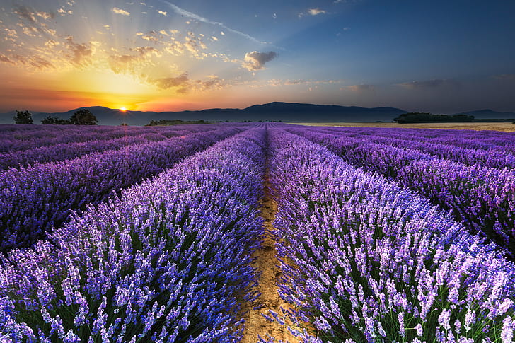 field, morning, lavender, HD wallpaper