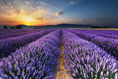 field, morning, lavender, HD wallpaper HD wallpaper
