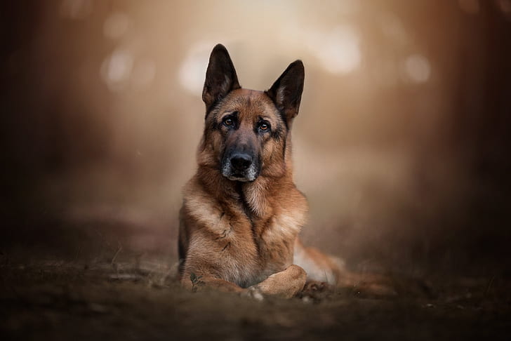 blick, bildseite, hintergrund, bildnis, hund, bokeh, deutscher schäferhund, HD-Hintergrundbild