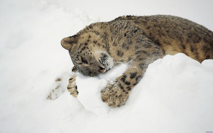 djur, natur, snö, baby djur, snöleoparder, leopard (djur), HD tapet