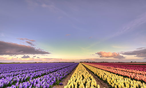 легло от лилаво, жълто и розово оцветени цветя, хамелеон, хамелеон, цветове, хамелеон, легло, лилаво, жълто, розово, 35 мм, D750, холандски, Европа, HDR, Nederland, Nederlands, Nikkor, Nikon, Noord-Holland, Холандия , блум, bloemen, облаци, цвете цвете, цветни полета, цветна леха, цветя, пейзаж, lucht, природа, природа, растение, небе, селско стопанство, лале, цвете, поле, селски сцена, синьо, небе, пролет, на открито, лято, ферма, залез, красота В природата, сезон, цвете Глава, HD тапет HD wallpaper