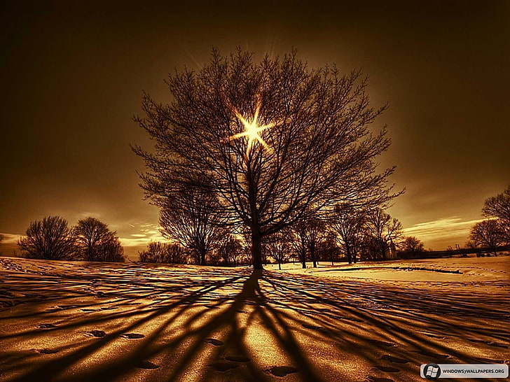 kahler Baum Tapete, Bäume, Lichter, Landschaft, Winter, Natur, HD-Hintergrundbild