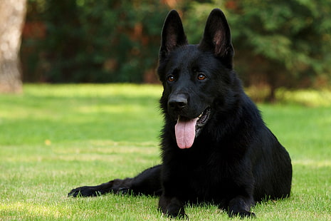 adult black German shepherd, black shepherd, german shepherd, grass, sitting, dog, HD wallpaper HD wallpaper