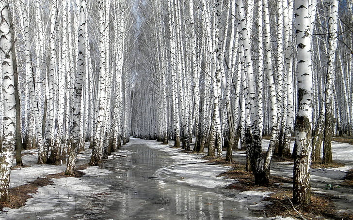 деревья, зима, снег, природа, береза, лед, HD обои