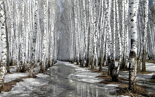 alberi, inverno, neve, natura, betulla, ghiaccio, Sfondo HD HD wallpaper
