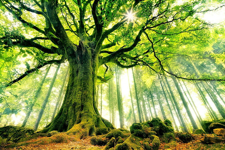 бук, дървета, гора, мъх, слънчеви лъчи, природа, пейзаж, Франция, зелен, корени, древни, слънце, клон, листа, HD тапет