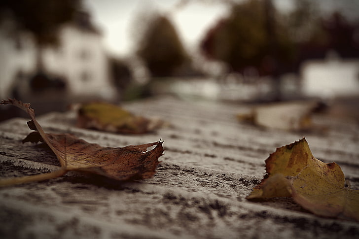 two brown dried leaves, brown leaf on floor, leaves, nature, fall, plants, blurred, HD wallpaper