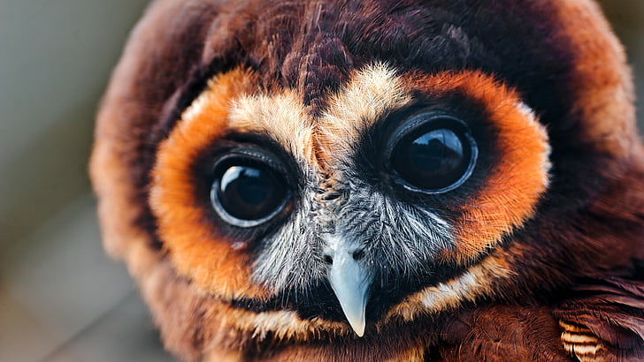 Owl eye HD wallpapers free download | Wallpaperbetter