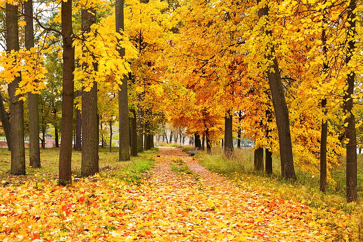 pohon maple kuning, musim gugur, hutan, daun, pohon, Wallpaper HD