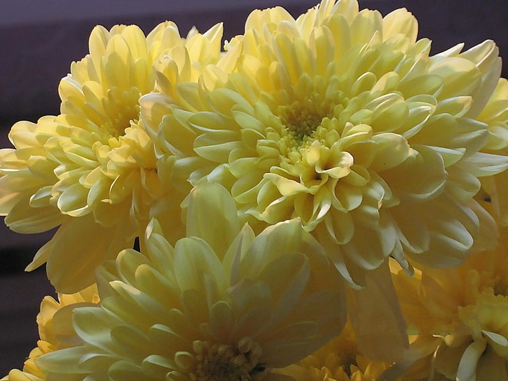 gul kronblomma, krysantemum, blommor, bukett, gul, HD tapet