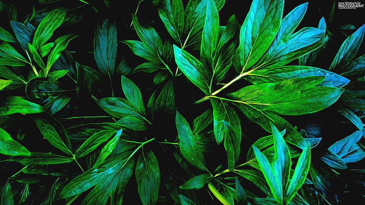 green leaf plant, nature, green, leaves, shadow, plants, HD wallpaper