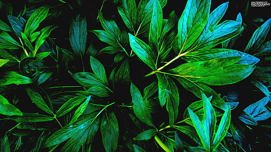 tanaman daun hijau, alam, hijau, daun, bayangan, tanaman, Wallpaper HD HD wallpaper