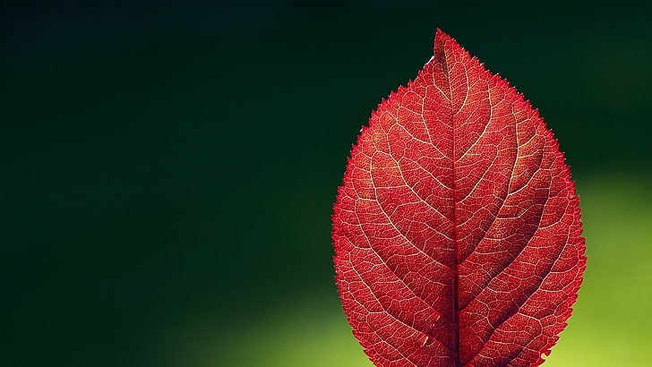 folha vermelha, folha vermelha, natureza, folhas, macro, vermelho, HD papel de parede