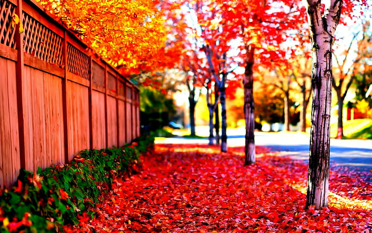 ? Street Where Autumn Lives ?, orange, sunny, fall, leaves, beautiful, fence, trees, colorful, sunshine, nature, colors, sidew, HD wallpaper