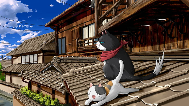 gato, Nyan Koi, Fondo de pantalla HD