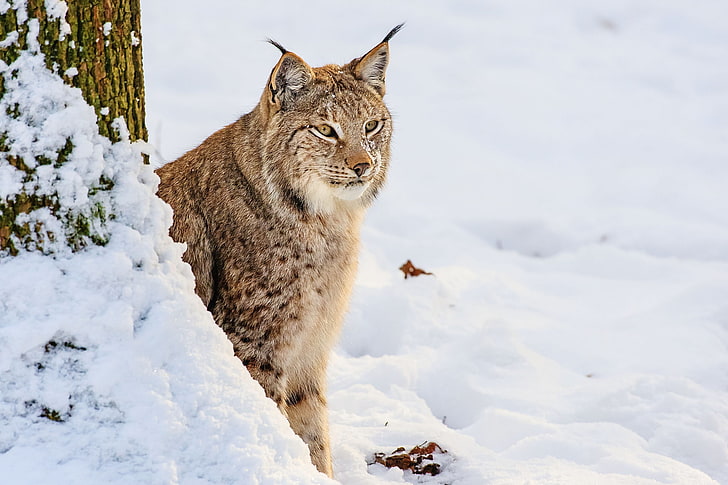 adult lynx, lynx, snow, sit, predator, big cat, HD wallpaper